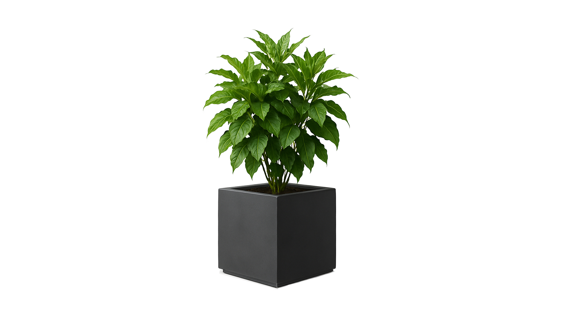 Revox Botanic 50 Indoor