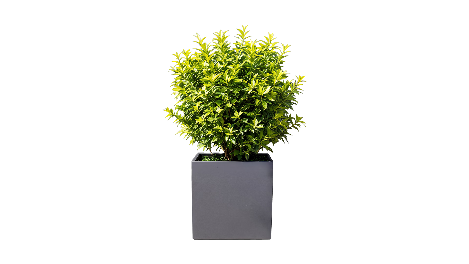 Revox Botanic 70 Outdoor